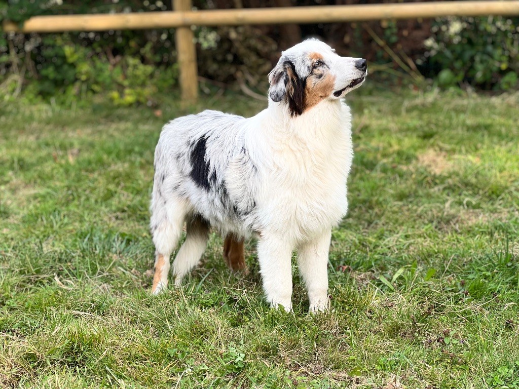 Armony (Sans Affixe)