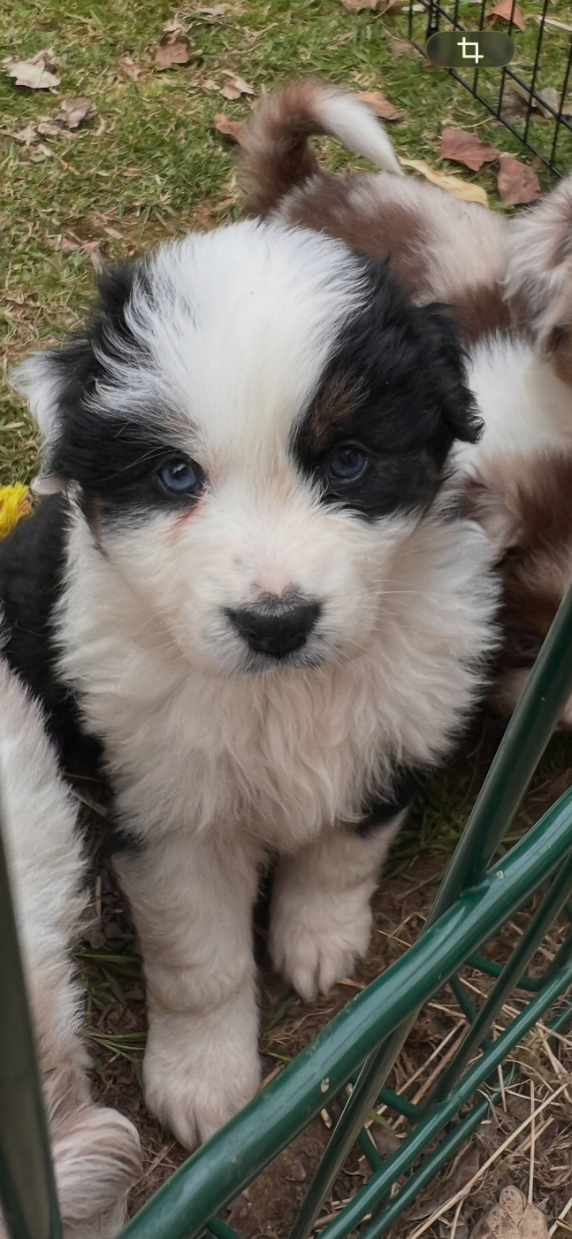 Aux Yeux Azurs - Chiots disponibles - Berger Australien