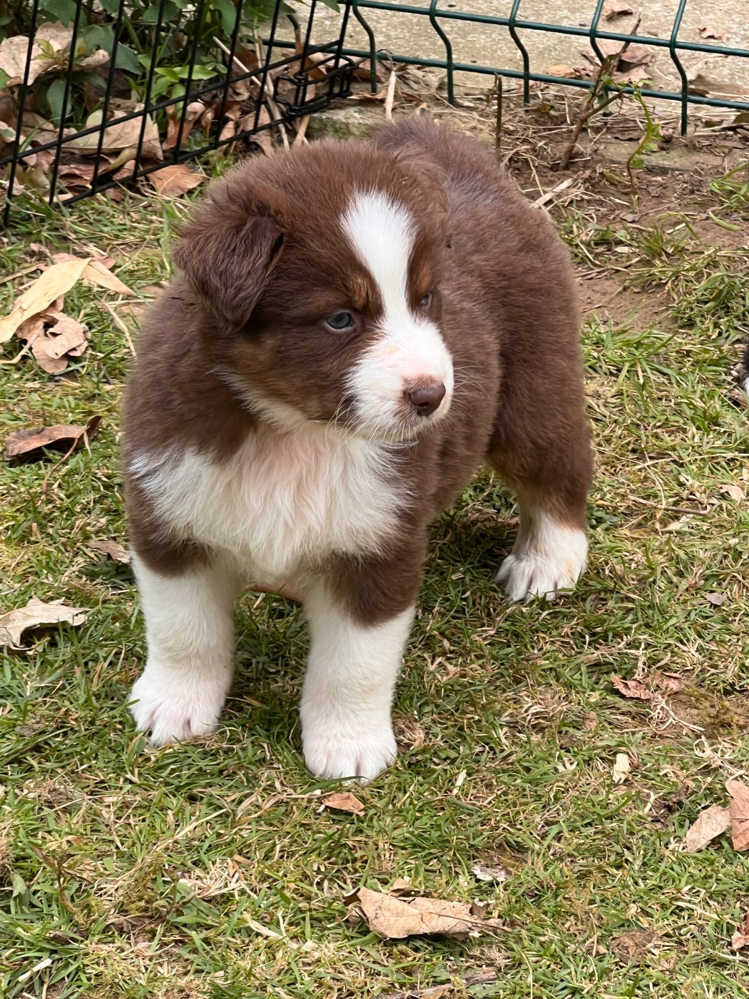Aux Yeux Azurs - Chiots disponibles - Berger Australien