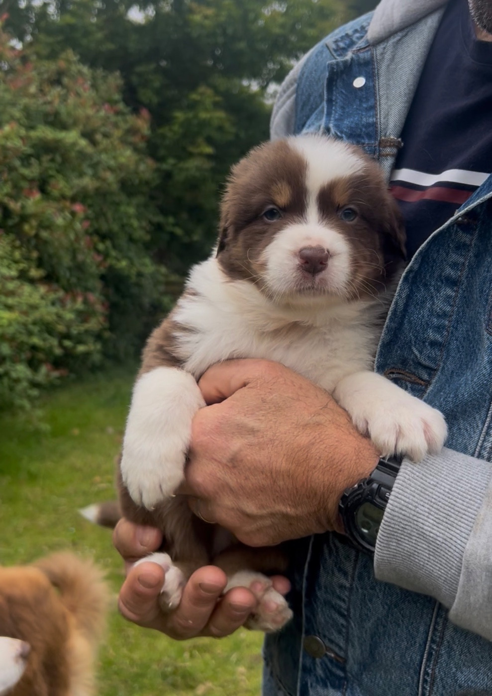 Aux Yeux Azurs - Chiots disponibles - Berger Australien