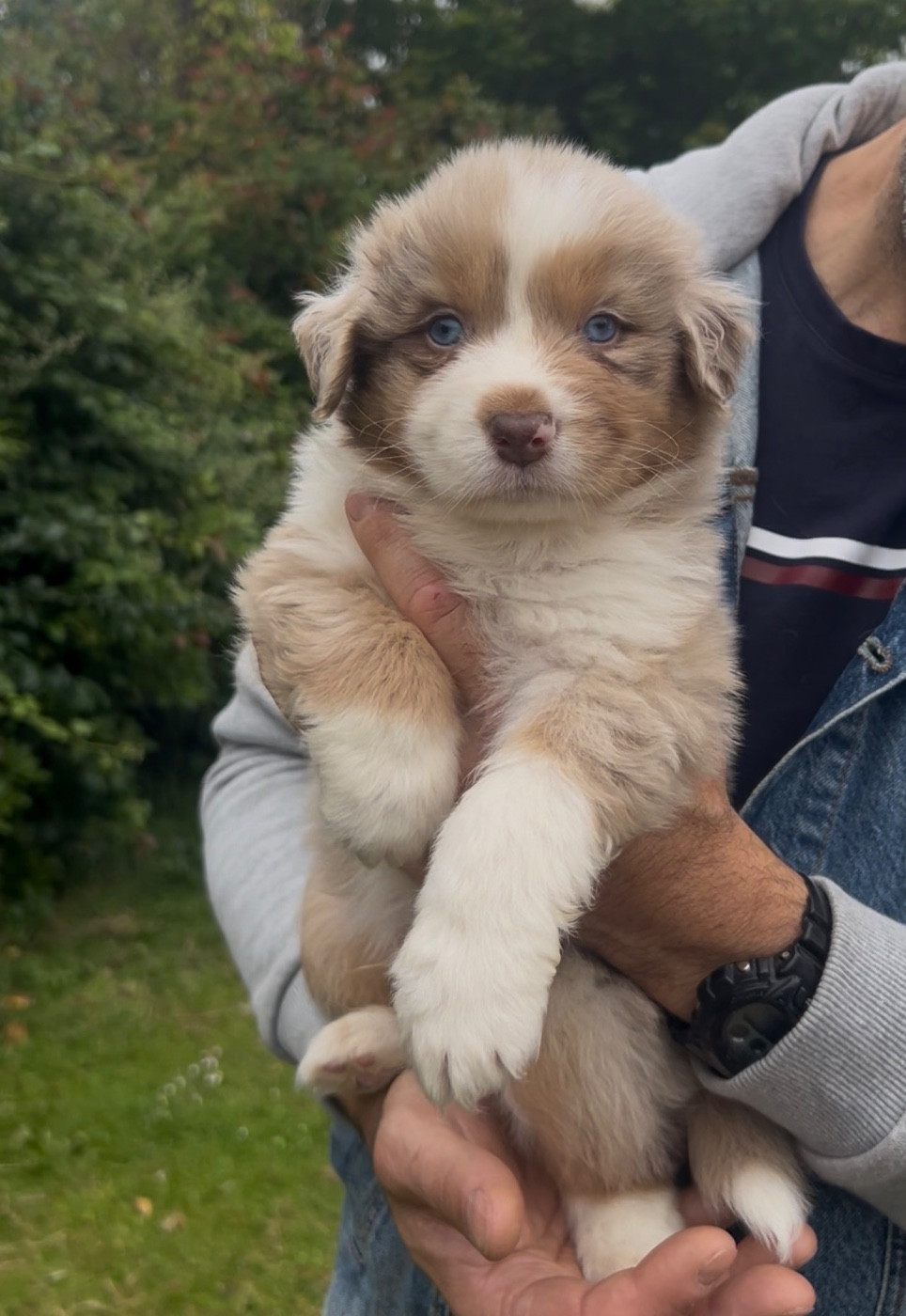 Aux Yeux Azurs - Chiots disponibles - Berger Australien