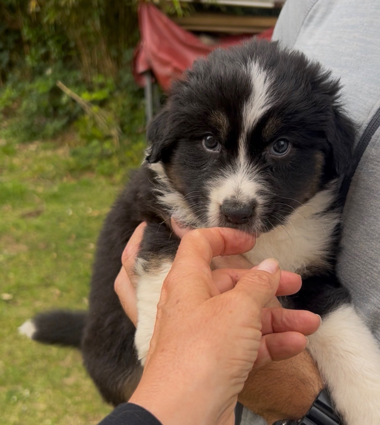 Aux Yeux Azurs - Chiots disponibles - Berger Australien