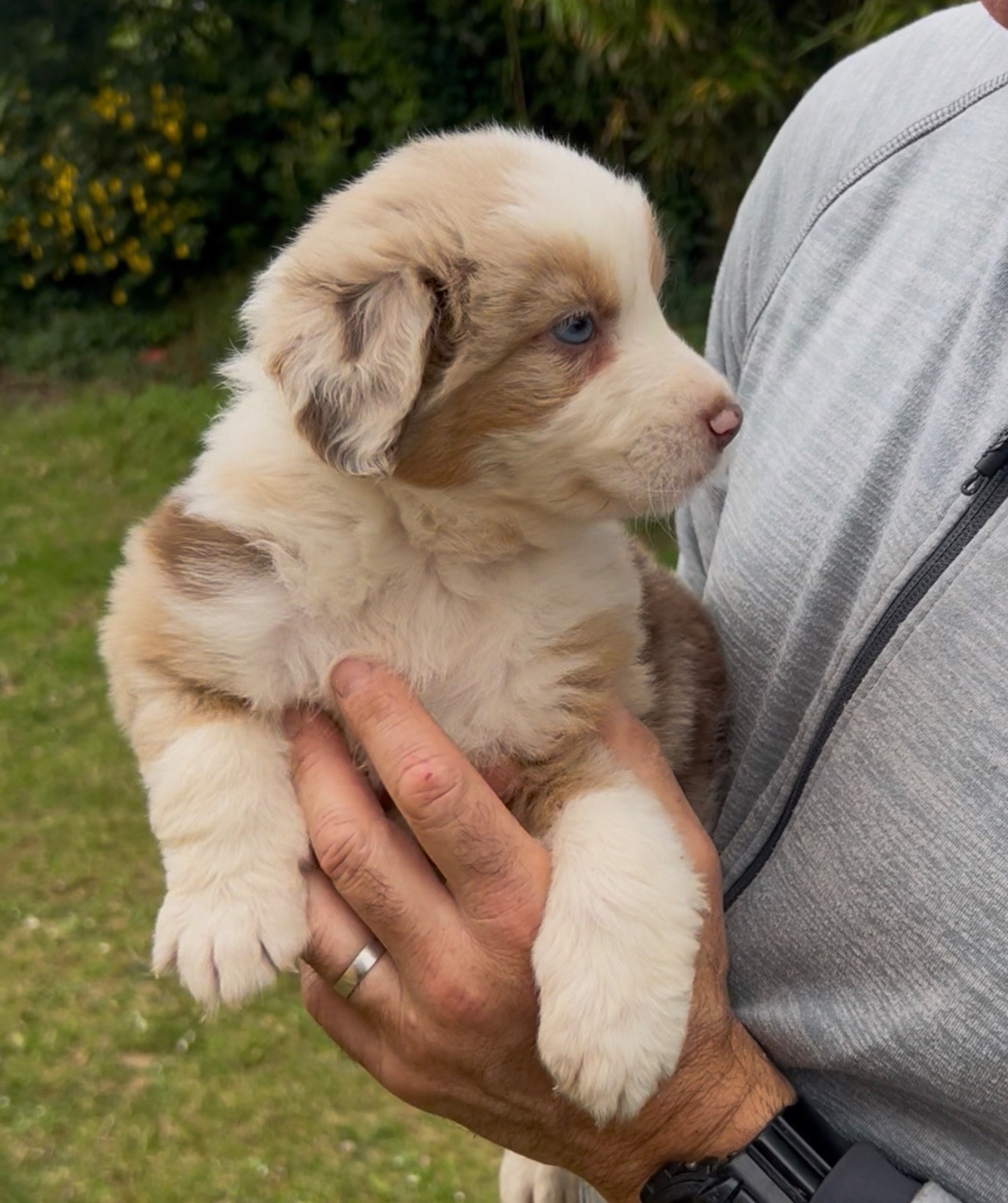 Aux Yeux Azurs - Chiots disponibles - Berger Australien
