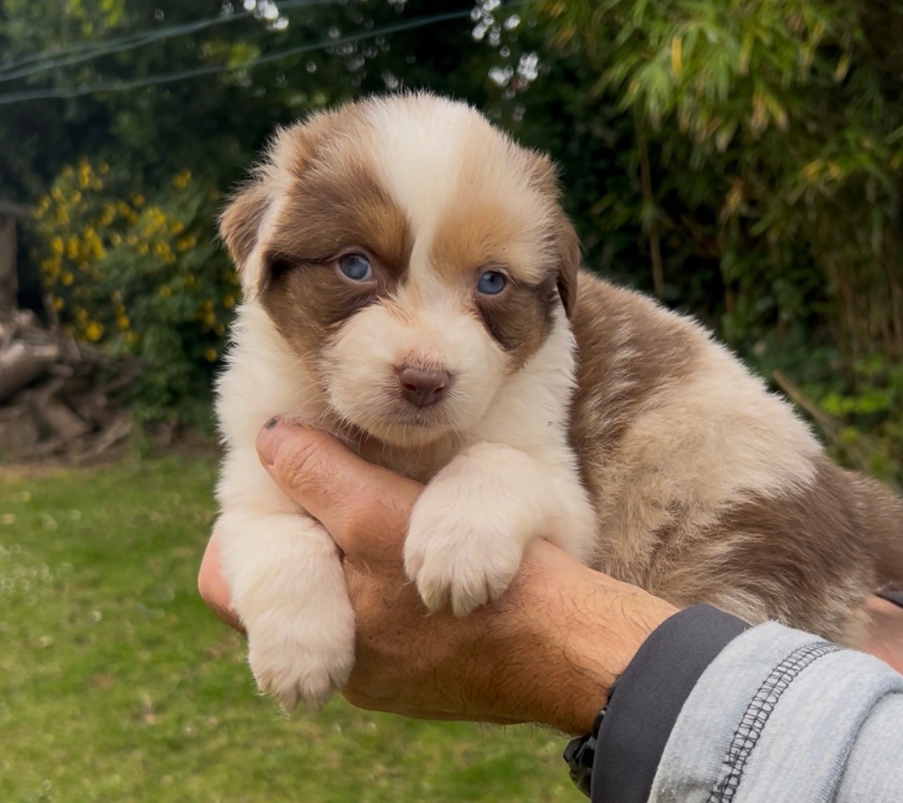 Aux Yeux Azurs - Chiots disponibles - Berger Australien