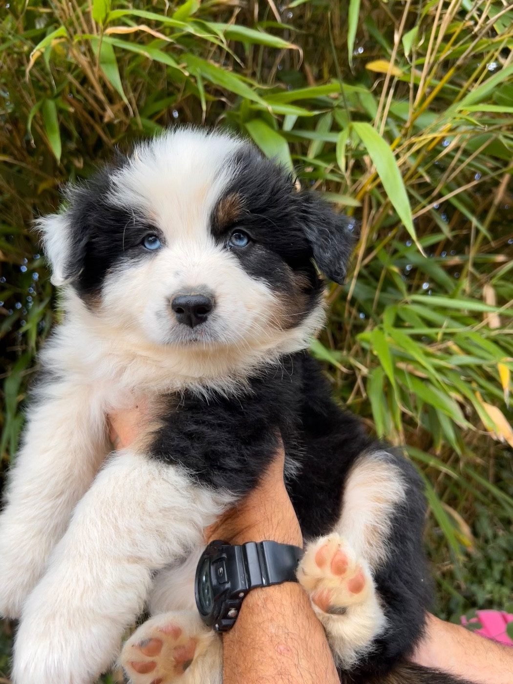 Aux Yeux Azurs - Chiots disponibles - Berger Australien