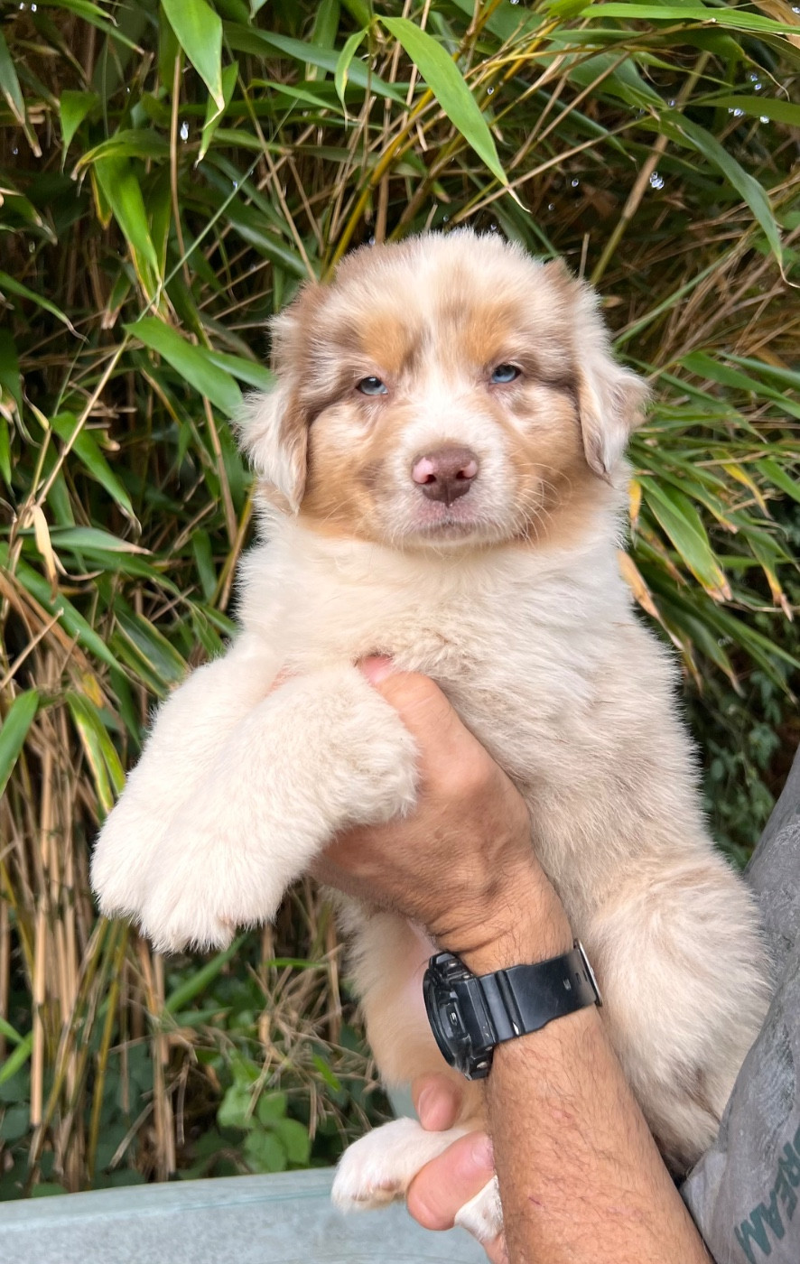 Aux Yeux Azurs - Chiots disponibles - Berger Australien