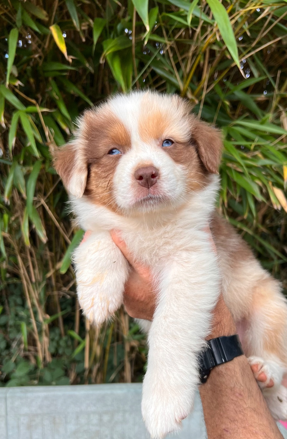 Aux Yeux Azurs - Chiots disponibles - Berger Australien