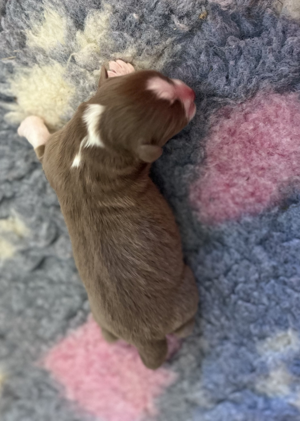 Aux Yeux Azurs - Chiots disponibles - Berger Australien